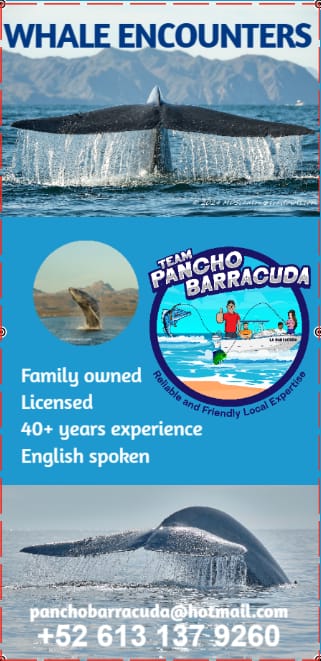 pancho whale banner final 2024-09-01 111517
